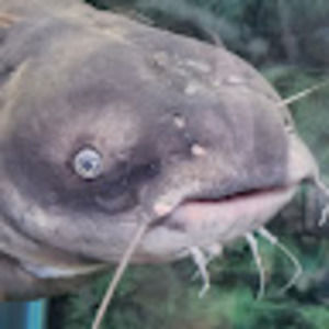 Meet your Posher, Maxx